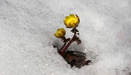 植物大战僵尸杂交版电脑下载 植物大战僵尸杂交版战斗场景截图，草坪上多种融合植物正在对抗新型僵尸，画面色彩鲜艳，战斗特效丰富